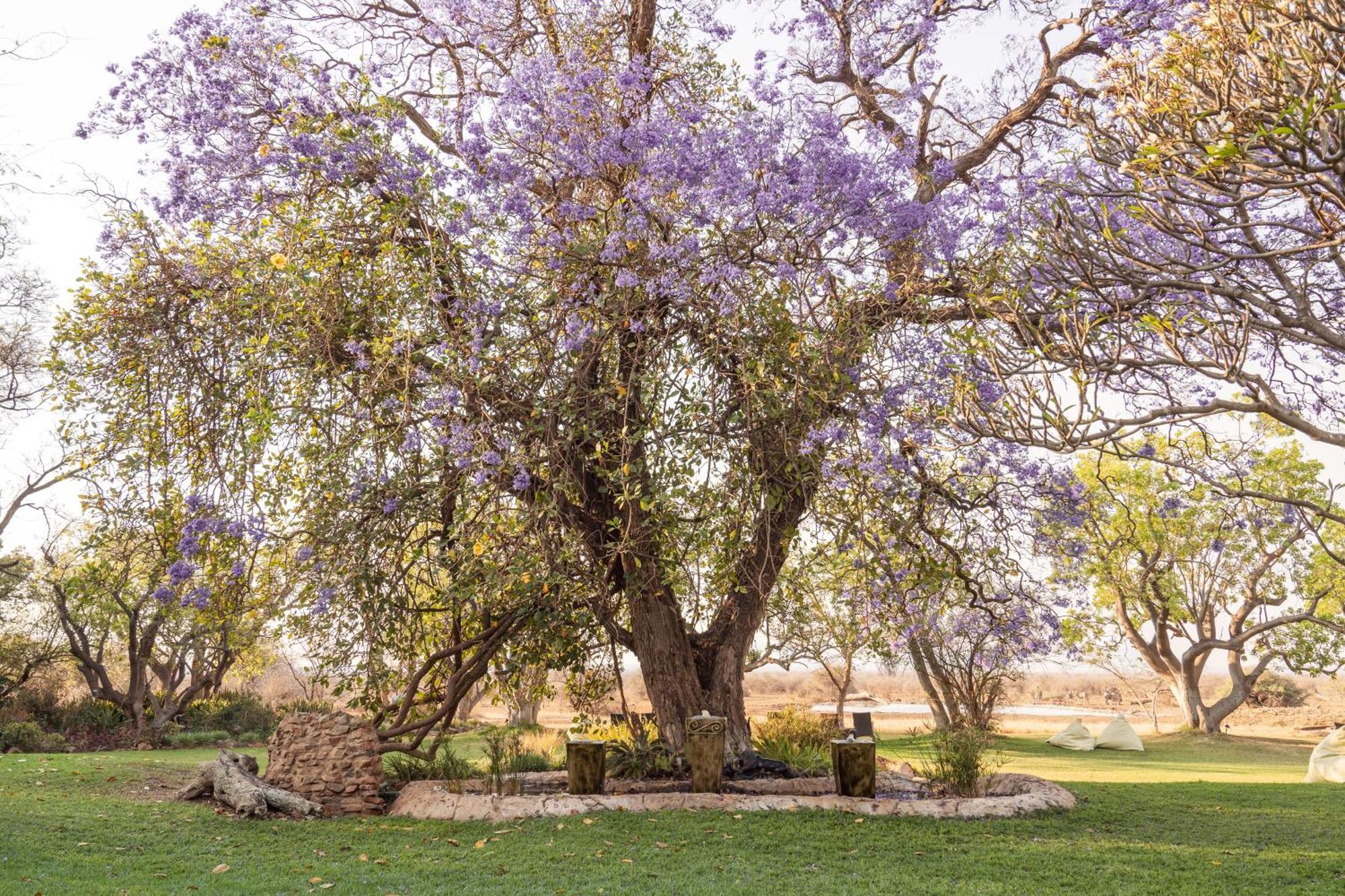 Last Word Madikwe Villa Madikwe viltreservat Exteriör bild